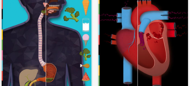 The Human Body: una app preciosa per aprendre anatomia (i en català!)